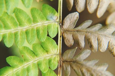 Close-up of insect on leaves