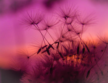 Close-up of dandelion against sky during sunset