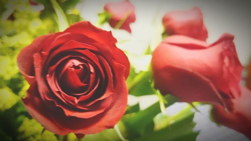 Close-up of red rose blooming outdoors