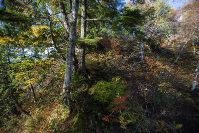 Trees in forest