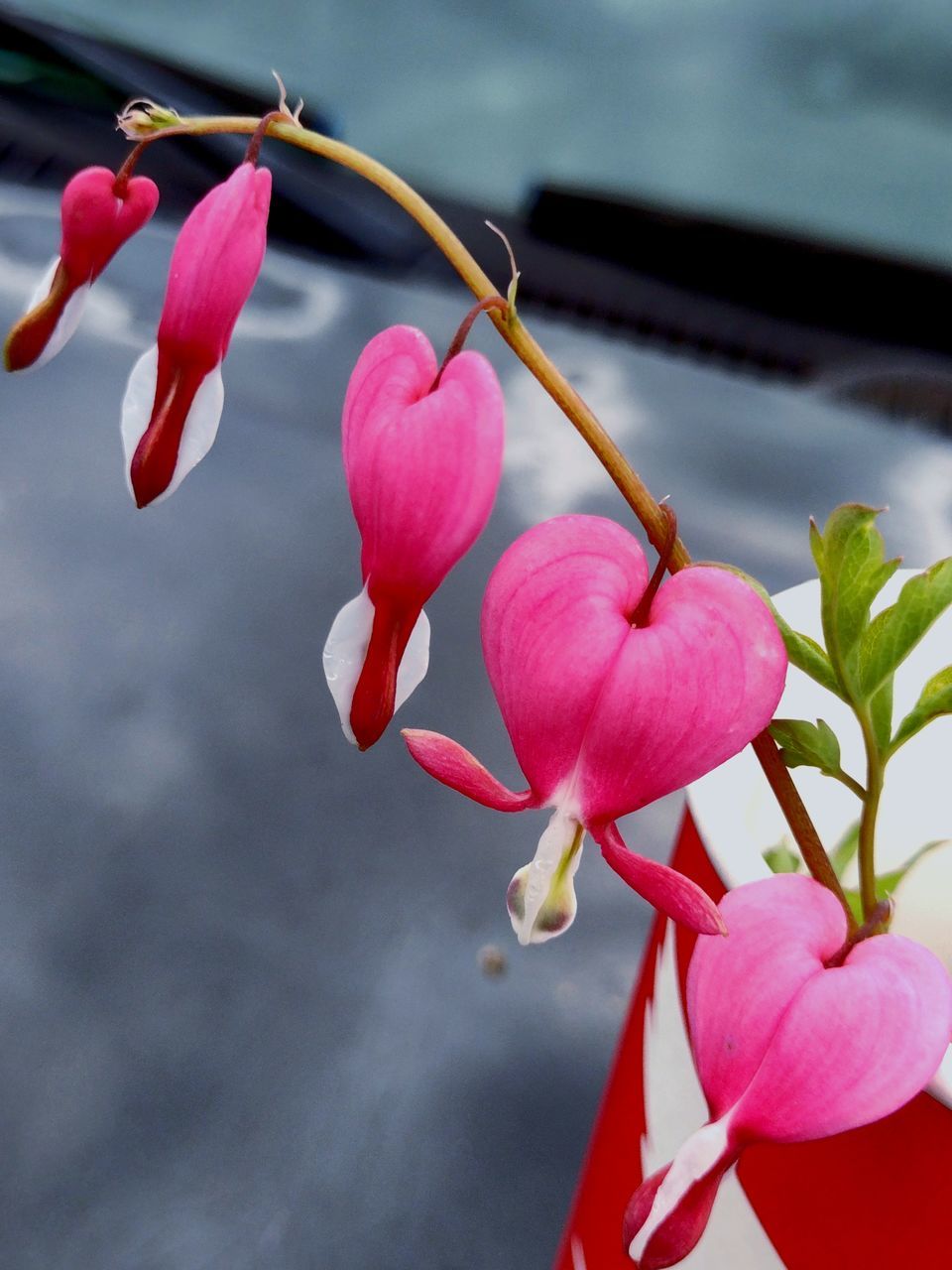 flower, plant, flowering plant, pink, freshness, beauty in nature, red, petal, close-up, nature, macro photography, fragility, leaf, no people, growth, flower head, inflorescence, blossom, focus on foreground, outdoors, springtime, day, orchid, plant part, bud, branch, plant stem