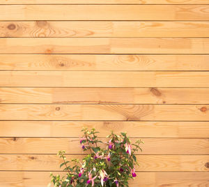 High angle view of pink flowering plant against wooden wall