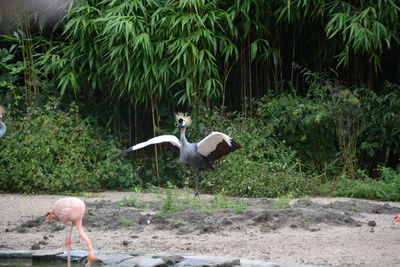 View of birds in the lake