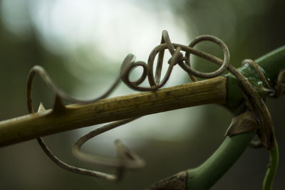 Close-up of plant with metal