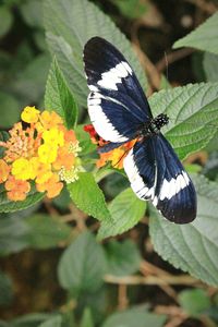 Close-up of butterfly on flower