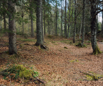 Trees growing in forest