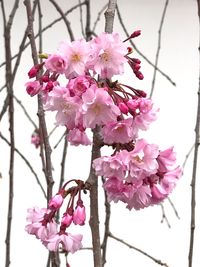 Close-up of pink flowers on branch