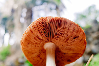 Close-up of mushroom growing on field