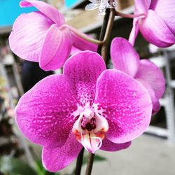 Close-up of pink orchid flowers