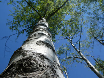 Low angle view of tree against sky