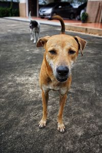 Portrait of dog standing on street in city