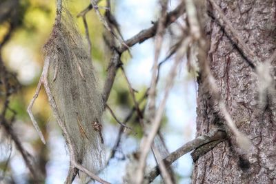 Low angle view of tree