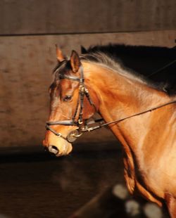 Close-up of horse