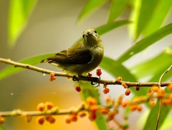 Close-up of bird perching on branch