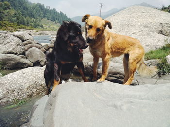 Dog on rock