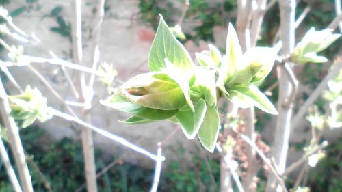 Close-up of plant