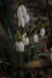 Close-up of white flowering plant