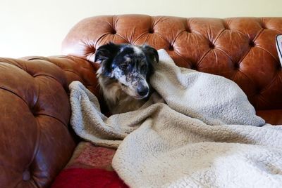 Dog sitting on sofa at home