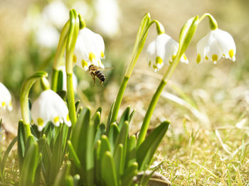 Close-up of bee pollinating on flower