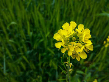 Close-up of yellow flowering plant on field