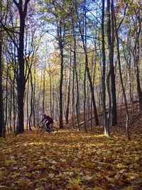 Trees in forest