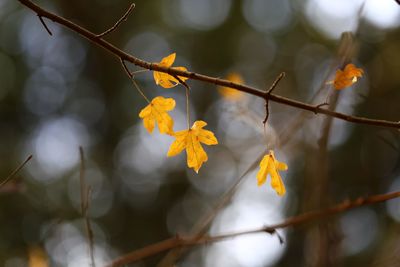 Close-up of yellow flowering plant leaves