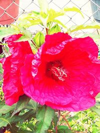 Close-up of red flowering plant