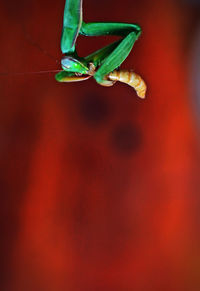 Close-up of insect on flower