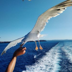 Seagull flying over sea against blue sky