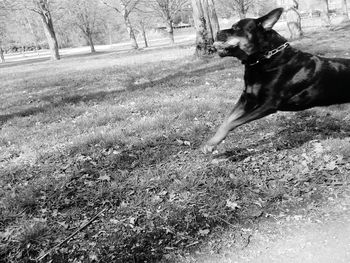 Dog looking away on field