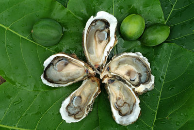 Close-up of oysters on leaves