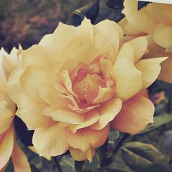 Close-up of rose blooming outdoors