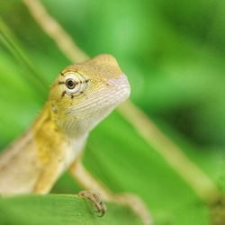 Close-up of lizard