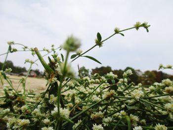 Close-up of plants against sky