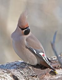Close-up of bird perching on rock