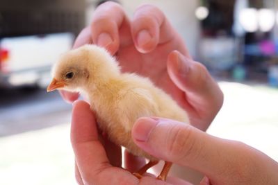 Close-up of baby hand holding bird