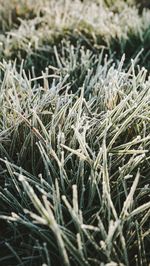 Full frame shot of grass growing in field