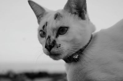 Close-up of a cat looking away