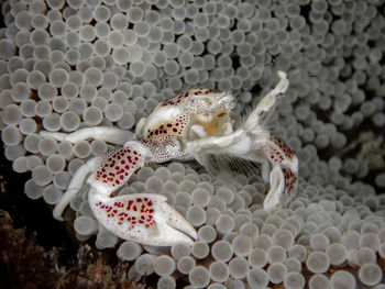 Close-up of fish swimming in sea