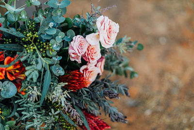 Close-up of pink flowering plant