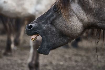 Laughing horse