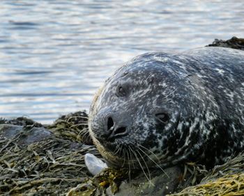 Close-up of a seal