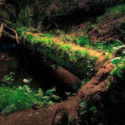 Plants growing by river in forest