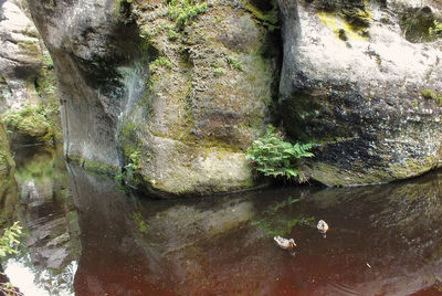 Close-up of moss on rock in forest