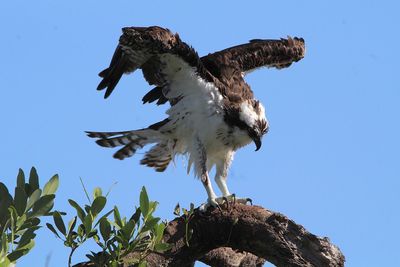 Low angle view of eagle flying against clear blue sky