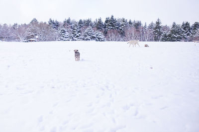 View of a dog on snow covered field