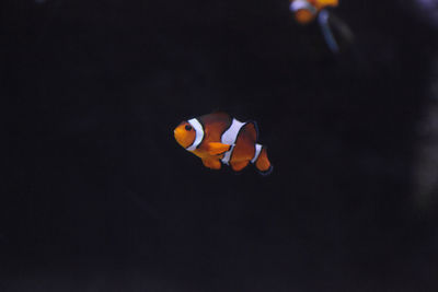 Close-up of fish swimming in sea