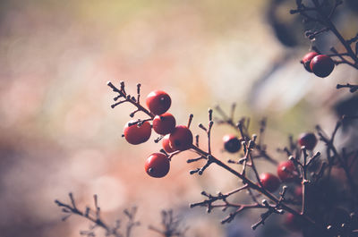 Close-up of berries growing on tree