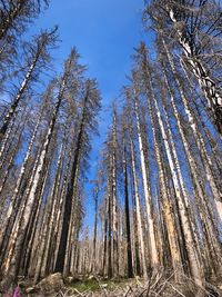 Low angle view of trees in forest against sky