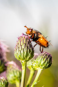 Close-up of bee pollinating on flower